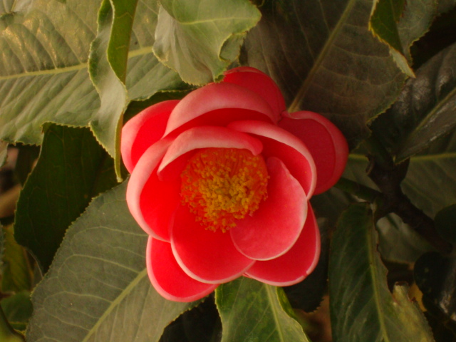 茶花7.JPG