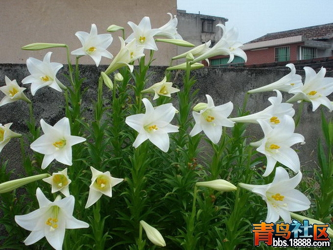 DSC01709.jpg