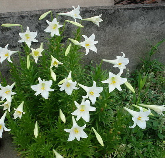 DSC01712.jpg