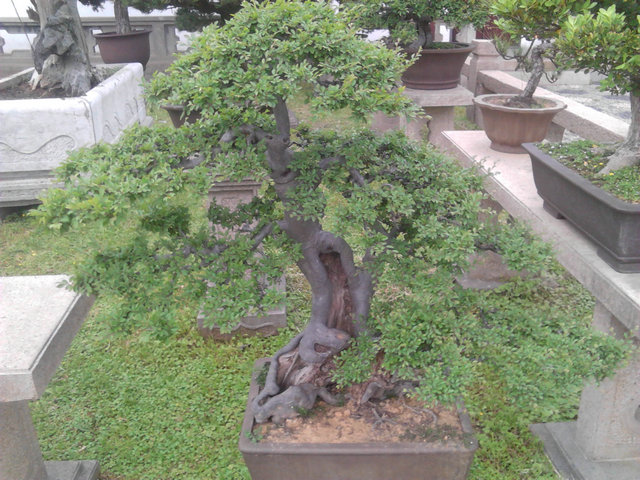 IMG_20130429_105539.jpg