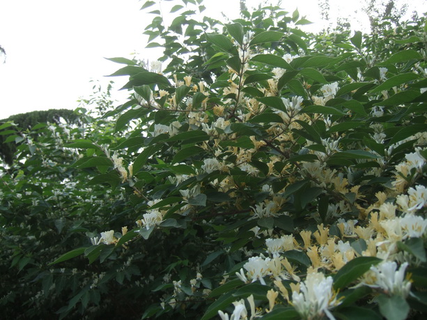 DSCF4402_调整大小.JPG