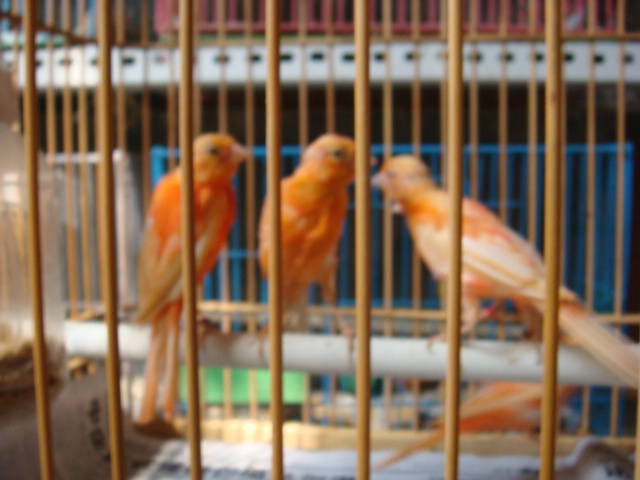 DSC02415.JPG