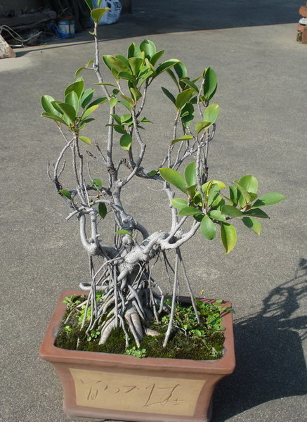 DSC0榕树2.jpg