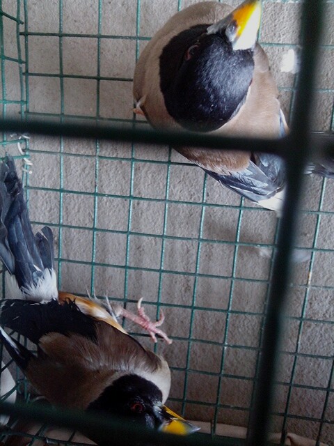 IMG_20130525_135552-picsay.jpg