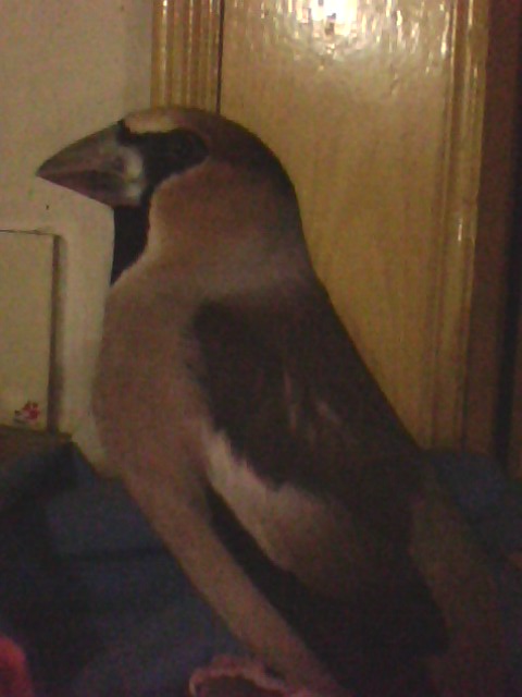 IMG0497A.jpg