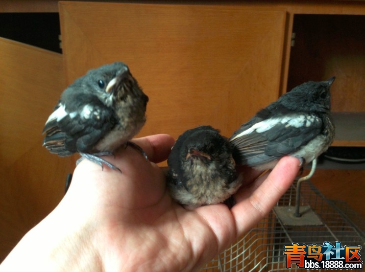 QQ截图20130531161834.jpg