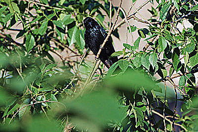 DSC_0175_副本.jpg