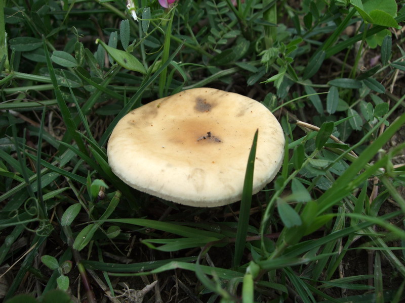 DSCF6950.jpg