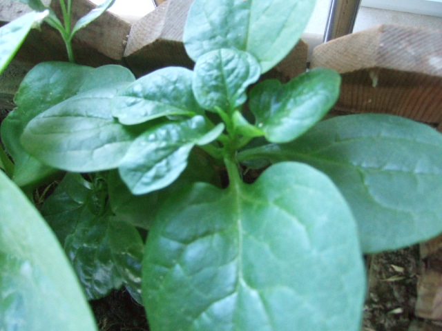 DSCF4910.JPG