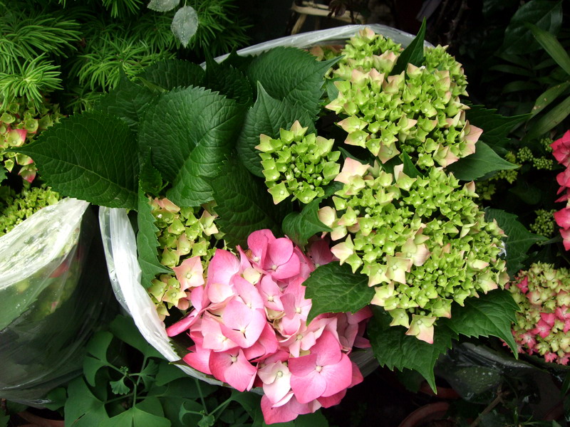 DSCF6771.jpg