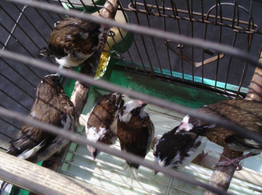 IMG_20130527_093918.jpg