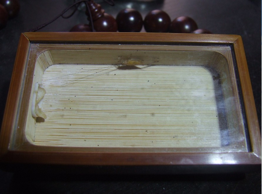 黄玲.jpg