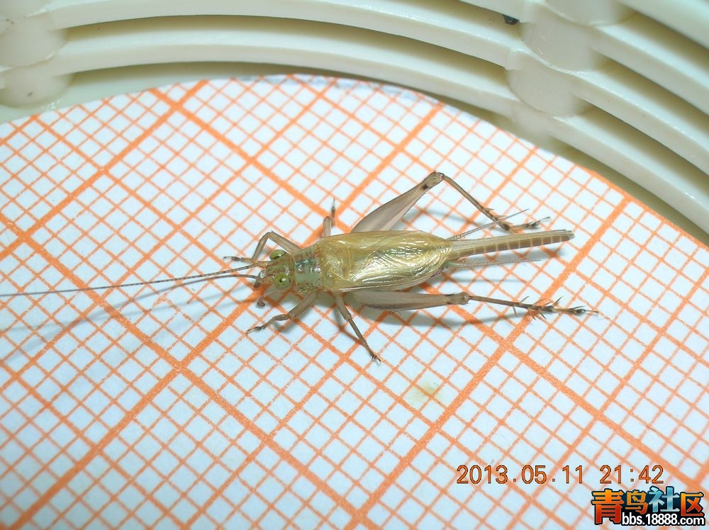 DSCN2601.jpg