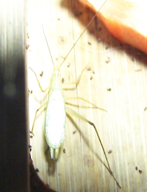 100_4386.jpg