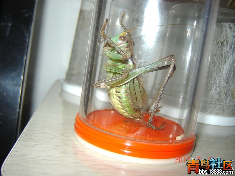 DSC03408.jpg