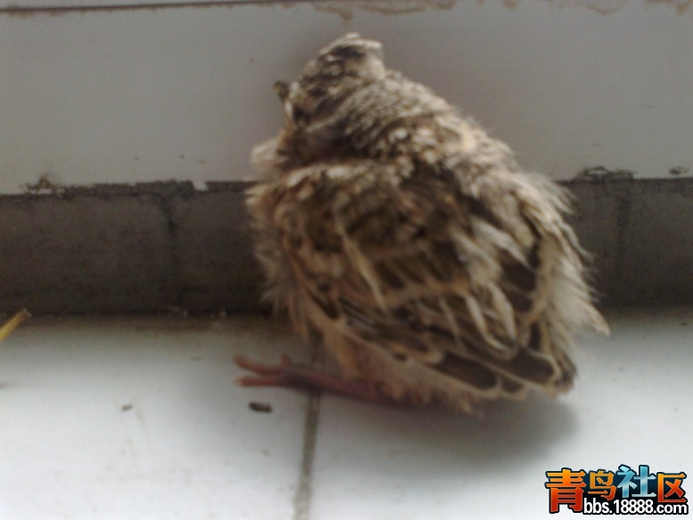 20130512093.jpg