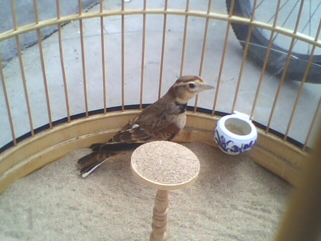 IMG1211A.jpg