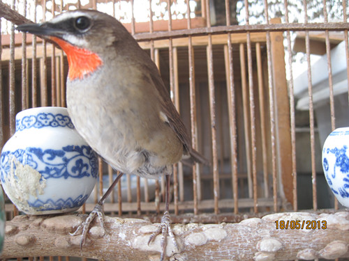 2013年5月18日两只红点颏（缩小） (2).jpg