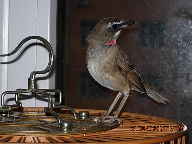 DSCN2482.JPG