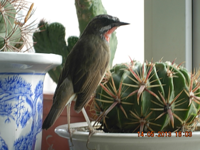 DSCN2302.JPG