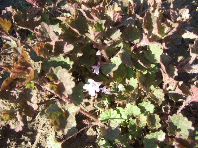 DSCF3786.JPG