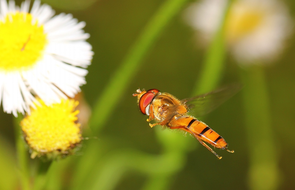 IMG_3096_conew1.jpg
