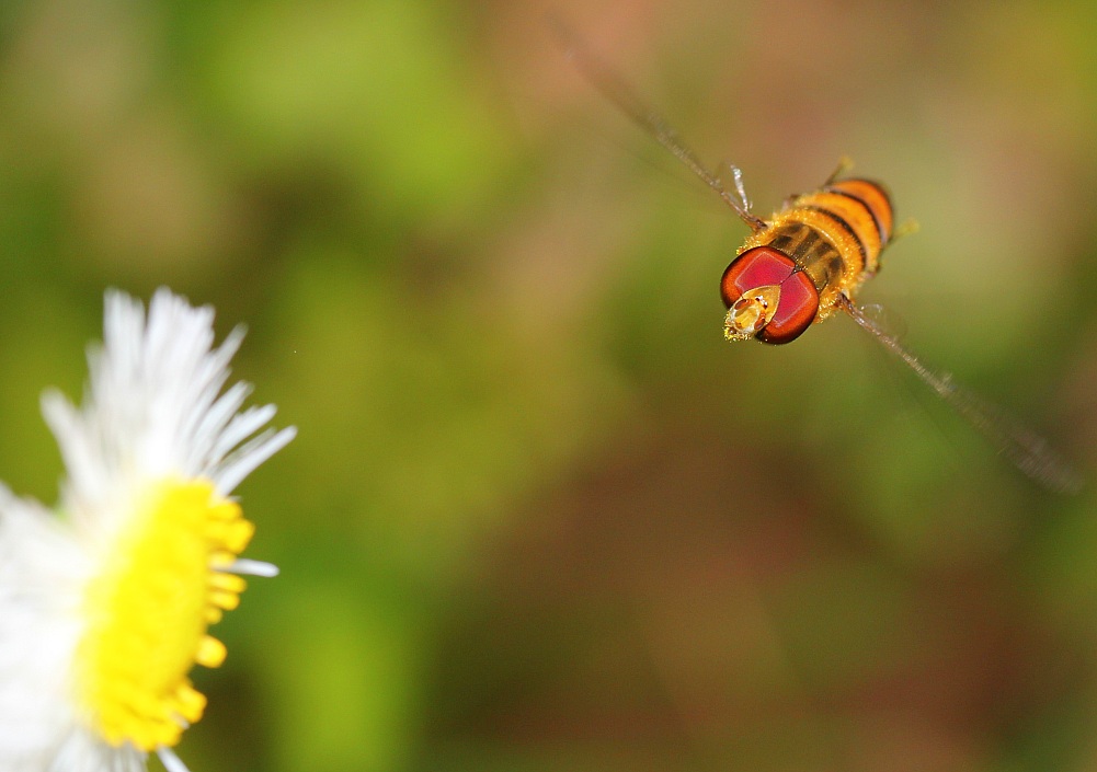 IMG_3129_conew1.jpg