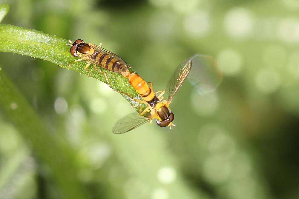 IMG_3346_conew1.jpg