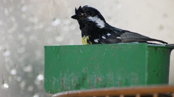 conew_dsc05109.jpg