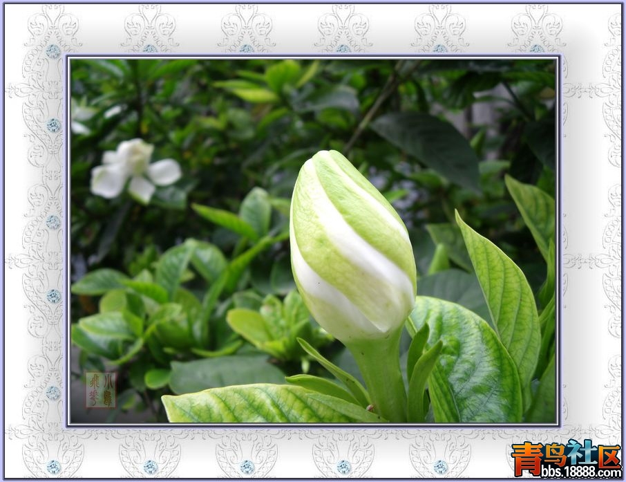 DSCF2533.jpg