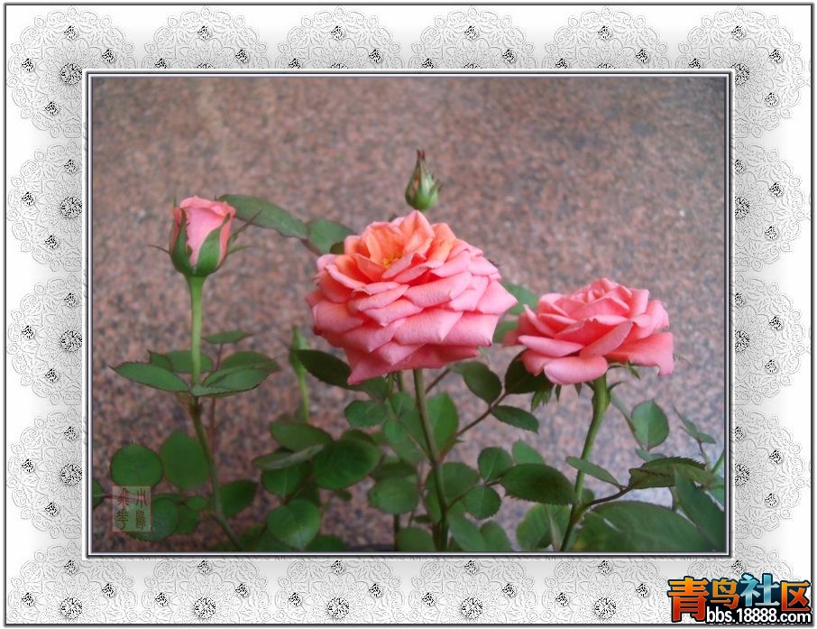 DSCF8836.jpg