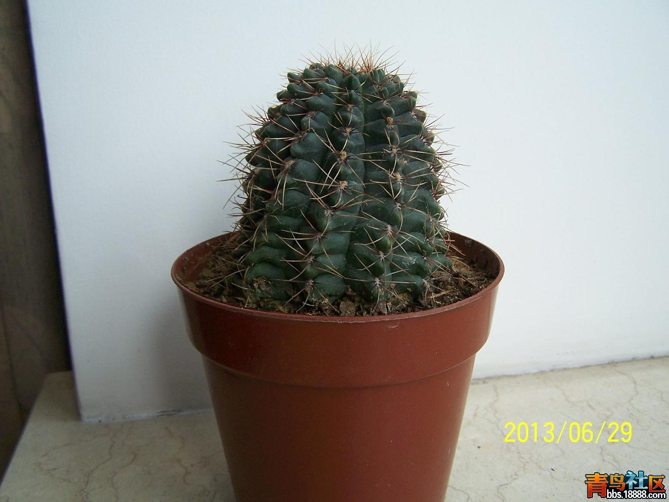 仙人掌科015.JPG