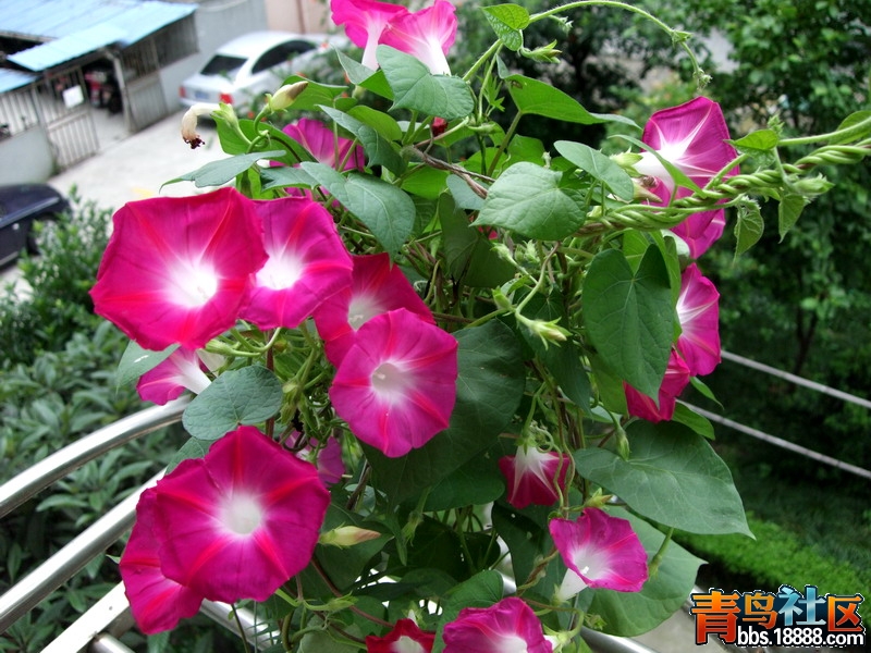 DSCF7433.jpg