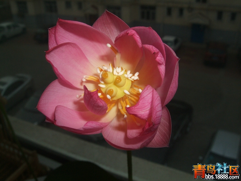 DSCF0702_1.JPG