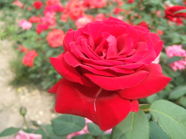 DSCF4857_调整大小.JPG