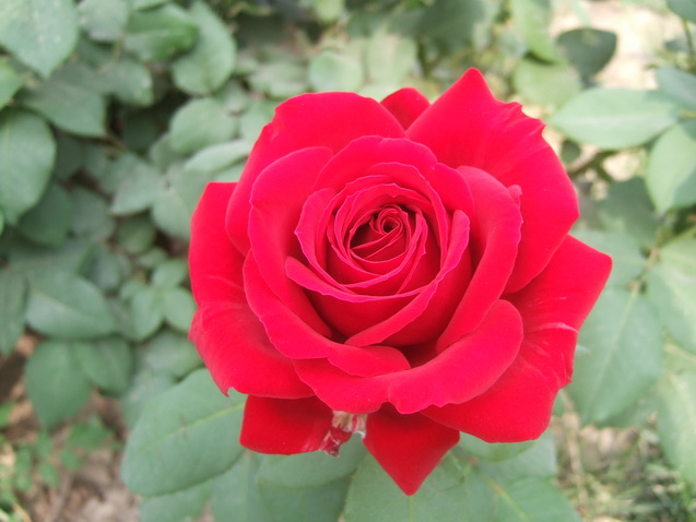 DSCF4842_调整大小.JPG