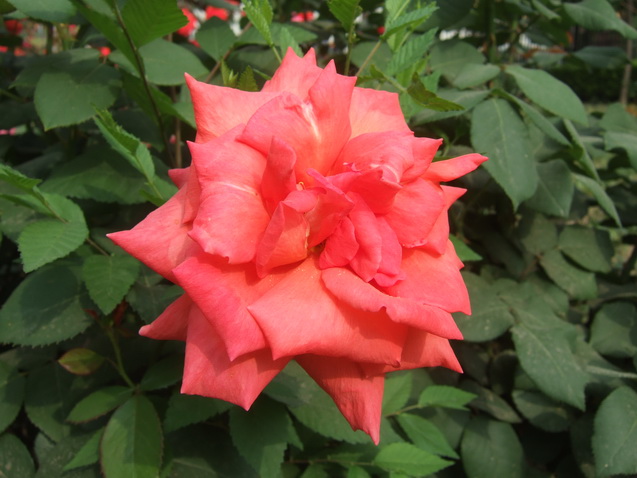 DSCF4847_调整大小.JPG