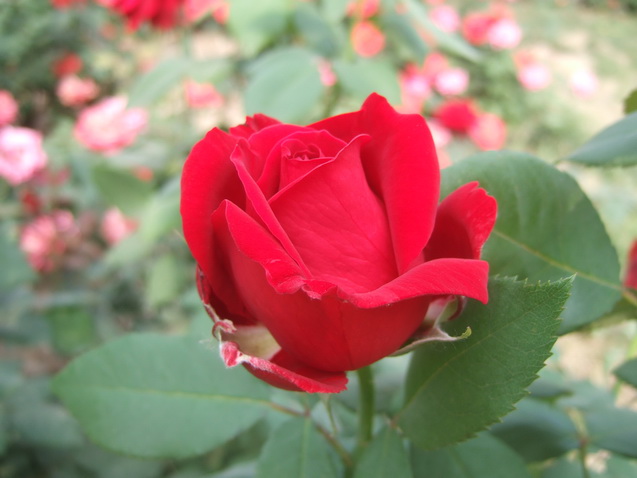DSCF4843_调整大小.JPG