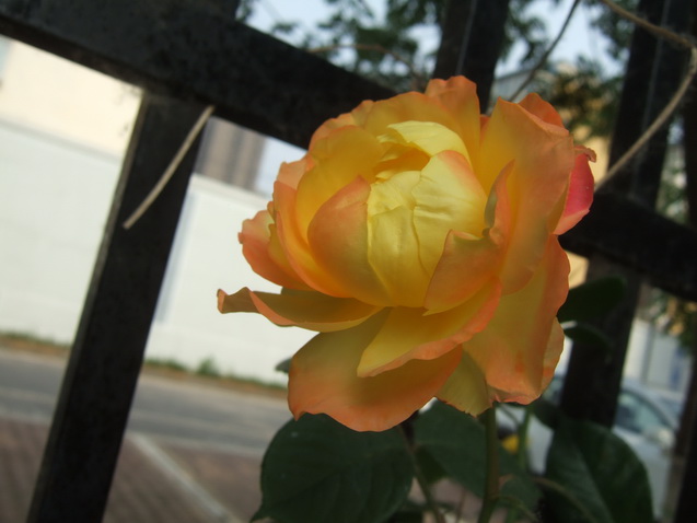DSCF4879_调整大小.JPG