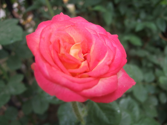 DSCF4880_调整大小.JPG