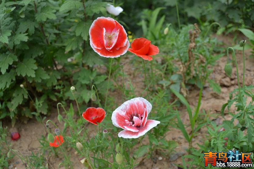 DSC_0318.JPG