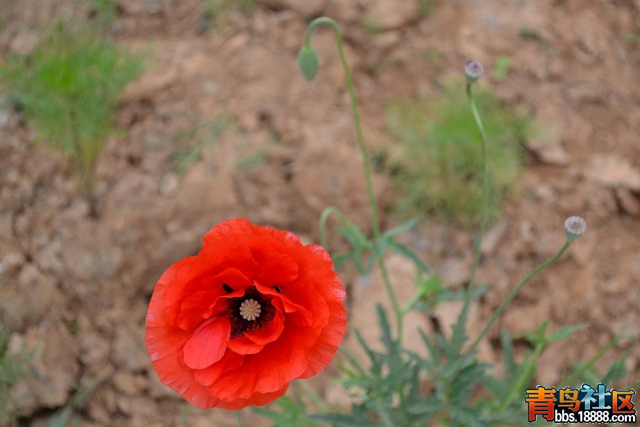 DSC_0312.JPG