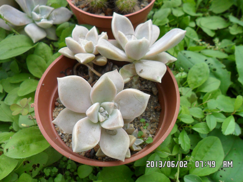 SAM_1830_副本.jpg