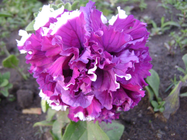 DSC08177.JPG