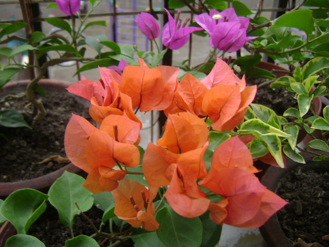 DSC08261.JPG