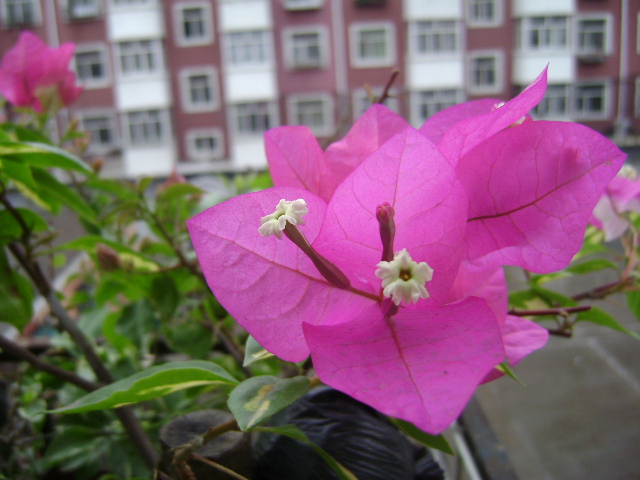 DSC08240.JPG