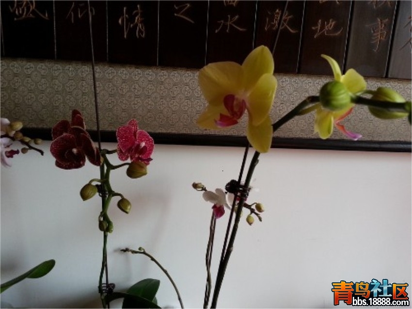 蝴蝶兰3_.jpg