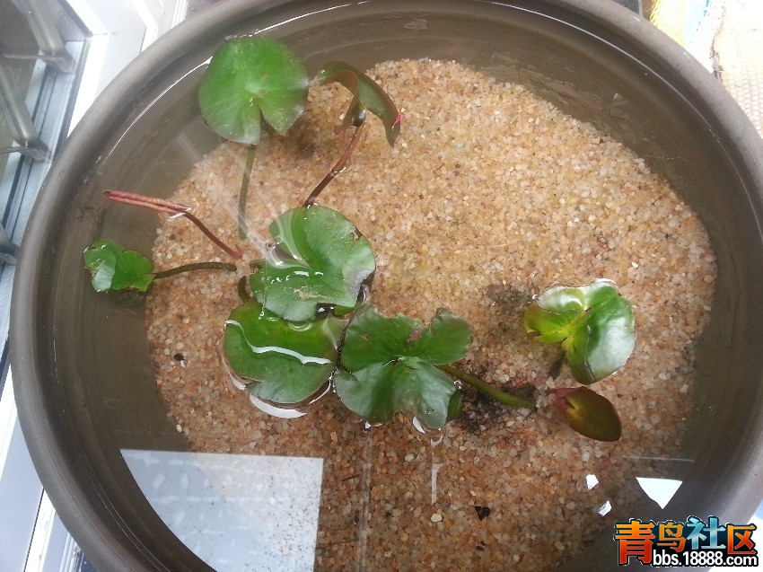 睡莲.jpg