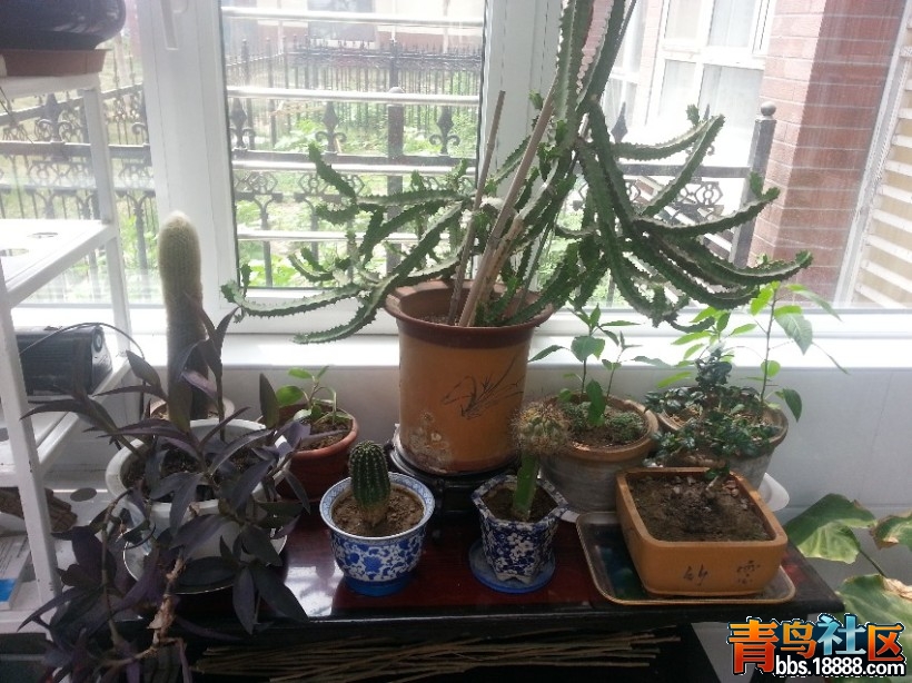花纹麒麟.jpg