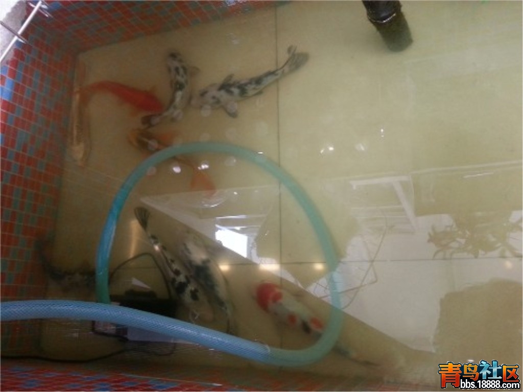 鱼池.jpg